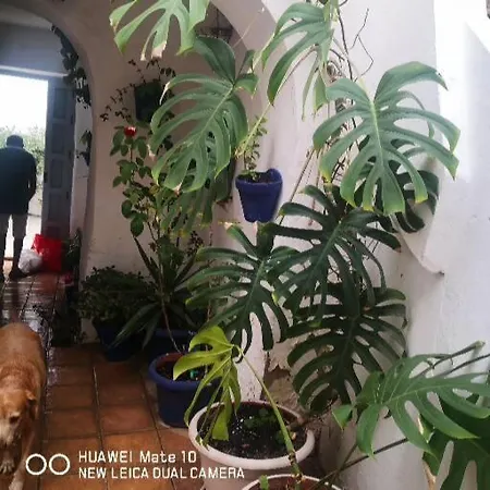 Besara Vejer Vejer de la Frontera